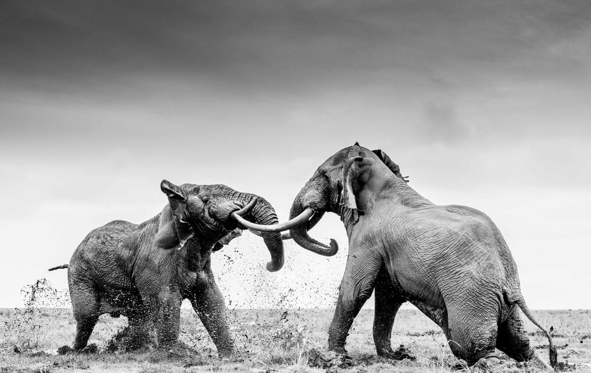 Silver: Behavior - Mammals: Two bull elephants sparring with one another, William Fortescue, UK. (Courtesy of William Fortescue/<a href="https://www.worldnaturephotographyawards.com/">World Nature Photography Award</a>)