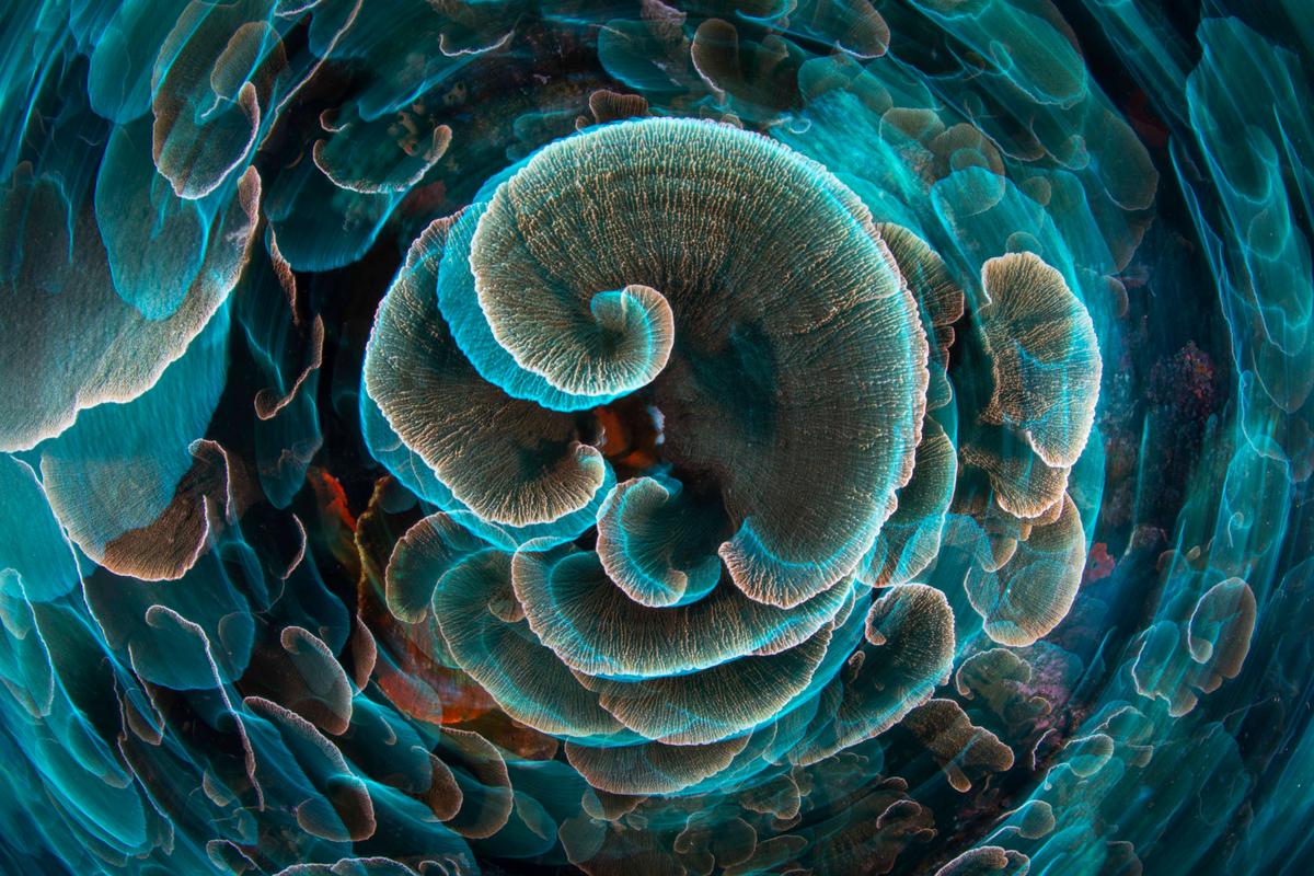 Bronze: Nature Art: Lettuce coral by Gabriel Barathieu, Mayotte. (Courtesy of Gabriel Barathieu/<a href="https://www.worldnaturephotographyawards.com/">World Nature Photography Award</a>)