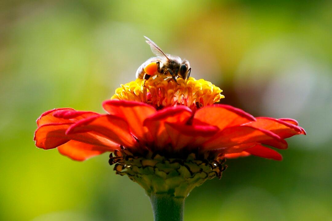 Millions of Bees Used in Pollination Die in Airline Shipping