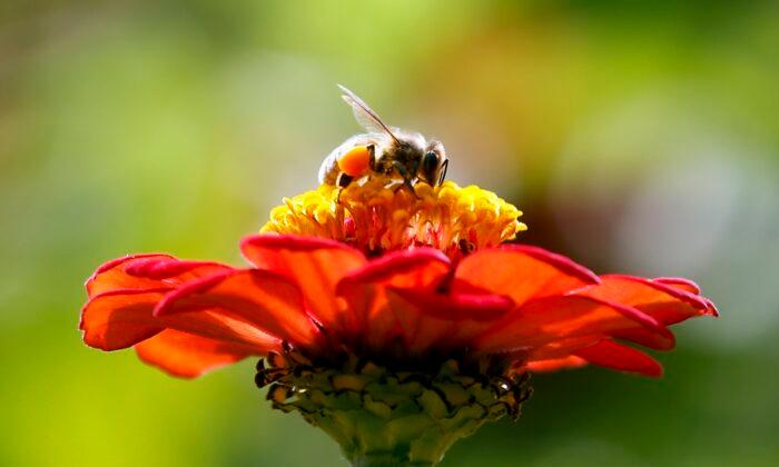 Millions of Bees Used in Pollination Die in Airline Shipping