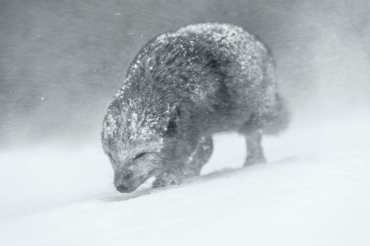 Rare blue morph arctic fox, Vince Burton, UK. (Courtesy of Vince Burton/<a href="https://www.worldnaturephotographyawards.com/">World Nature Photography Award</a>)