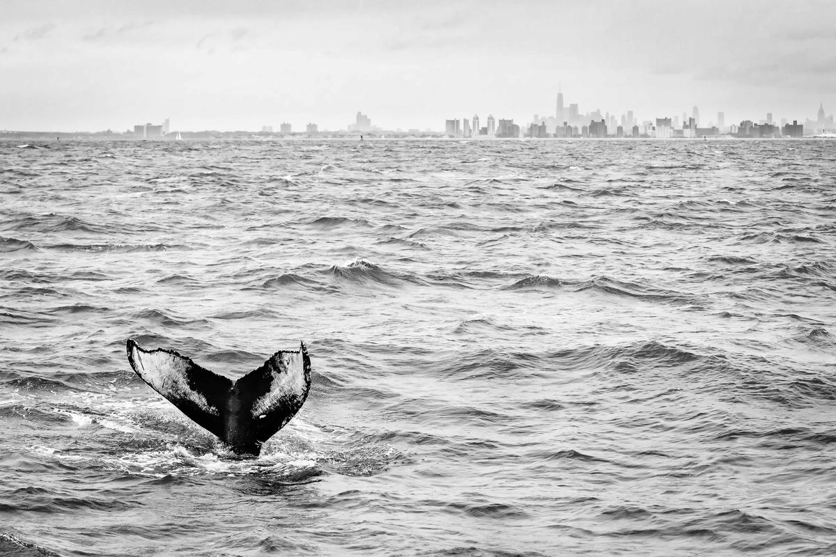 Humpback whale, Matthijs Noome, U.S.A. (Courtesy of Matthijs Noome/<a href="https://www.worldnaturephotographyawards.com/">World Nature Photography Award</a>)