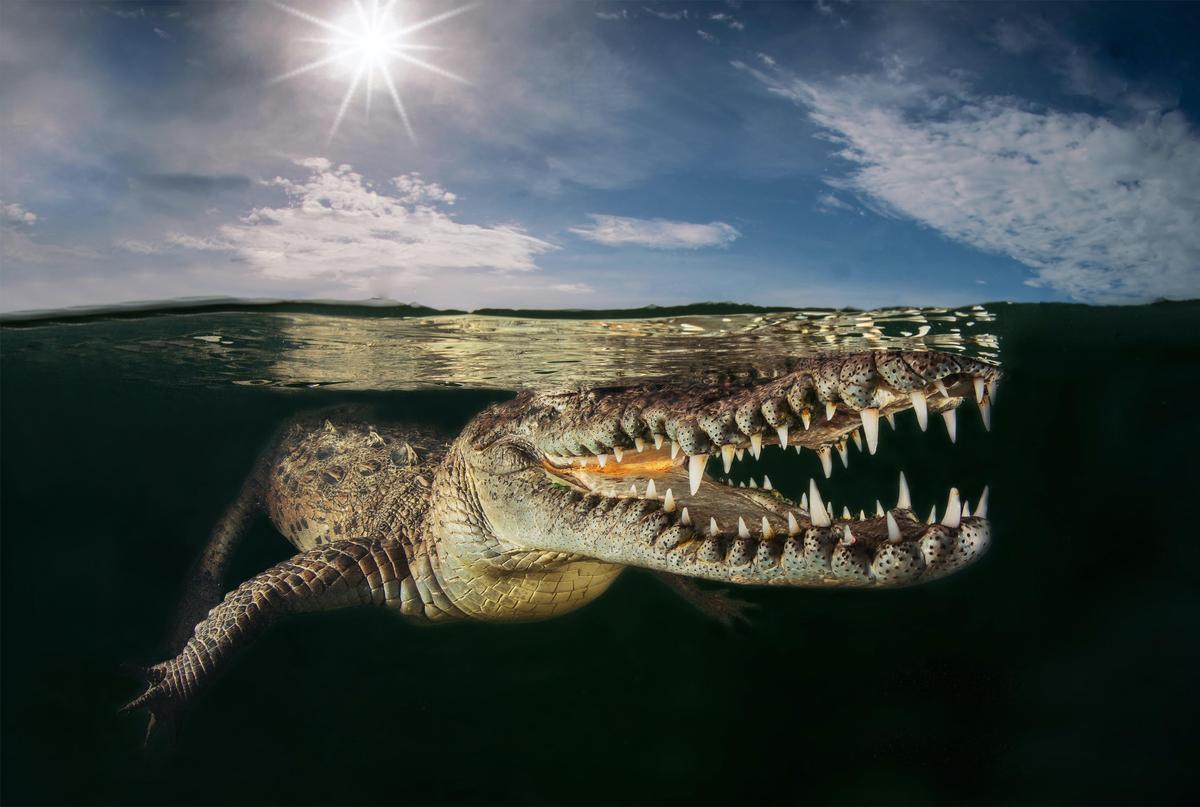 Silver: Behavior - Amphibians and Reptiles: American crocodile, Massimo Giorgetta, Italy. (Courtesy of Massimo Giorgetta/<a href="https://www.worldnaturephotographyawards.com/">World Nature Photography Award</a>)