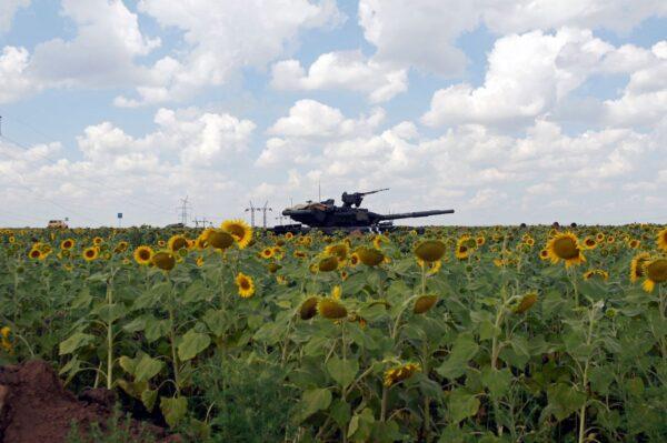 A Ukrainian tank sits in a field of sunflowers near the village of Maryinka, a suburb of Donetsk in eastern Ukraine, on Aug. 5, 2014. (Andrey Krasnoschekov/AFP via Getty Images)