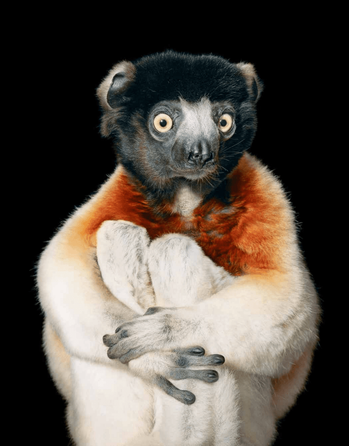 A crowned lemur. (Courtesy of <a href="https://timflach.com/">Tim Flach</a>)