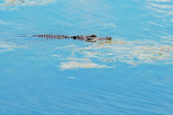 An alligator swims in Taylor Lake near the scene where a man was found dead after going into the water to retrieve lost disc golf discs at John S. Taylor Park in Largo, Fla., on May 31, 2022. (Martha Asencio-Rhine/Tampa Bay Times via AP)