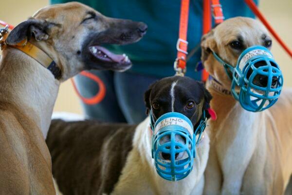 Greyhounds stand in a holding area before being weighed prior to a race at the Iowa Greyhound Park in Dubuque, Iowa on April 16, 2022. (Charlie Neibergall/AP Photo)