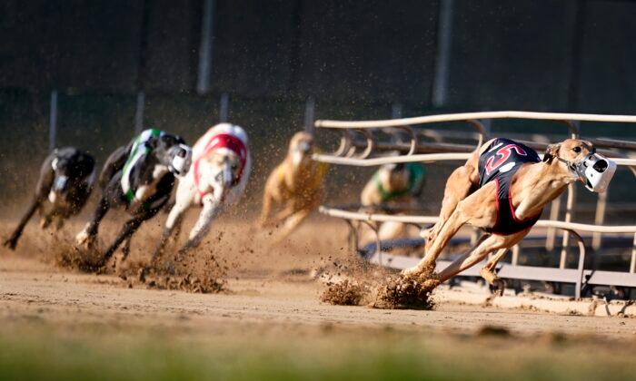 Greyhound Racing Nearing Its End in the US After Long Slide