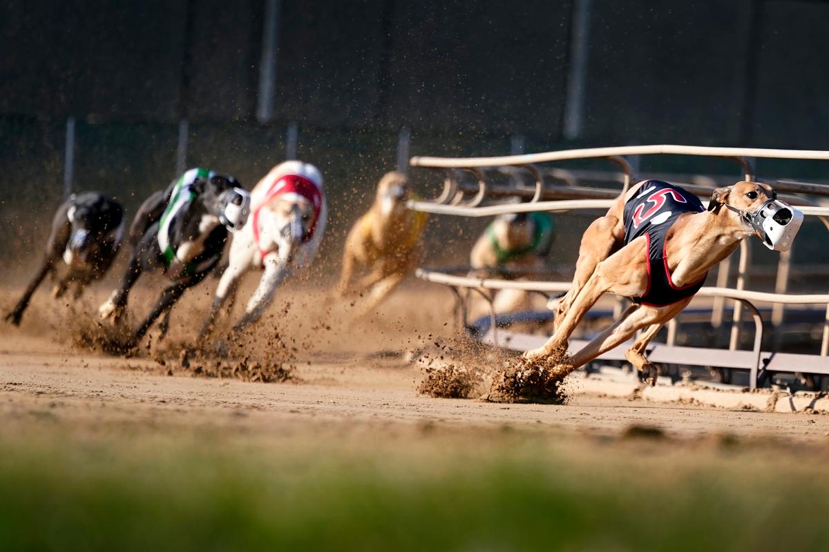 Greyhound Racing Nearing Its End in the US After Long Slide