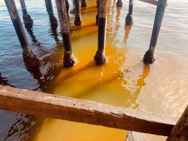 An algal bloom in Newport Beach, Calif. (Courtesy of the Wetlands and Wildlife Care Center)