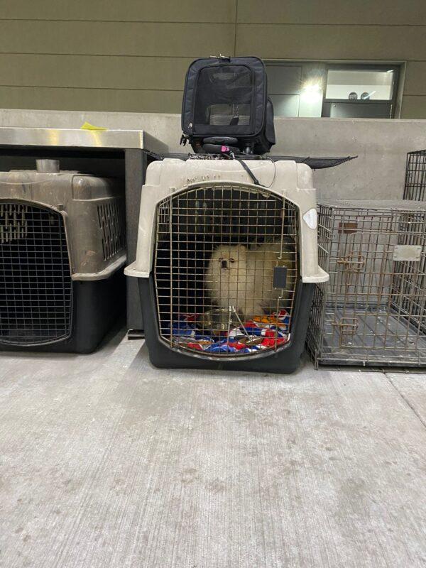 The first Ukrainian dog transported by the San Diego Humane Society arrives in San Diego on April 30, 2022. (Courtesy of San Diego Humane Society)