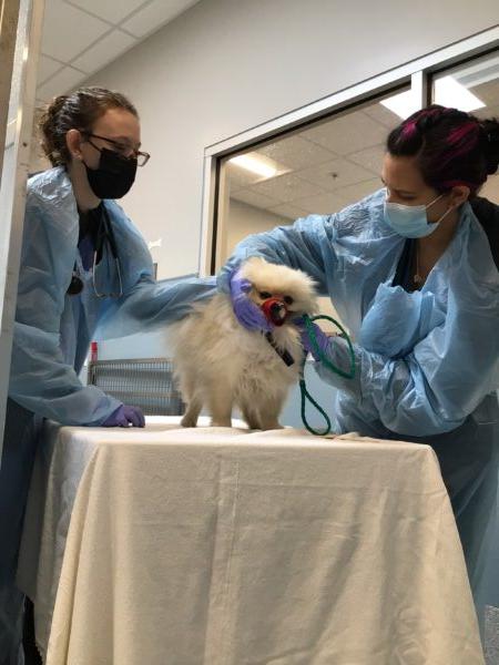 A photo of the first Ukrainian dog transported by the San Diego Humane Society under examination in San Diego on May 1, 2022. (Courtesy of San Diego Humane Society)