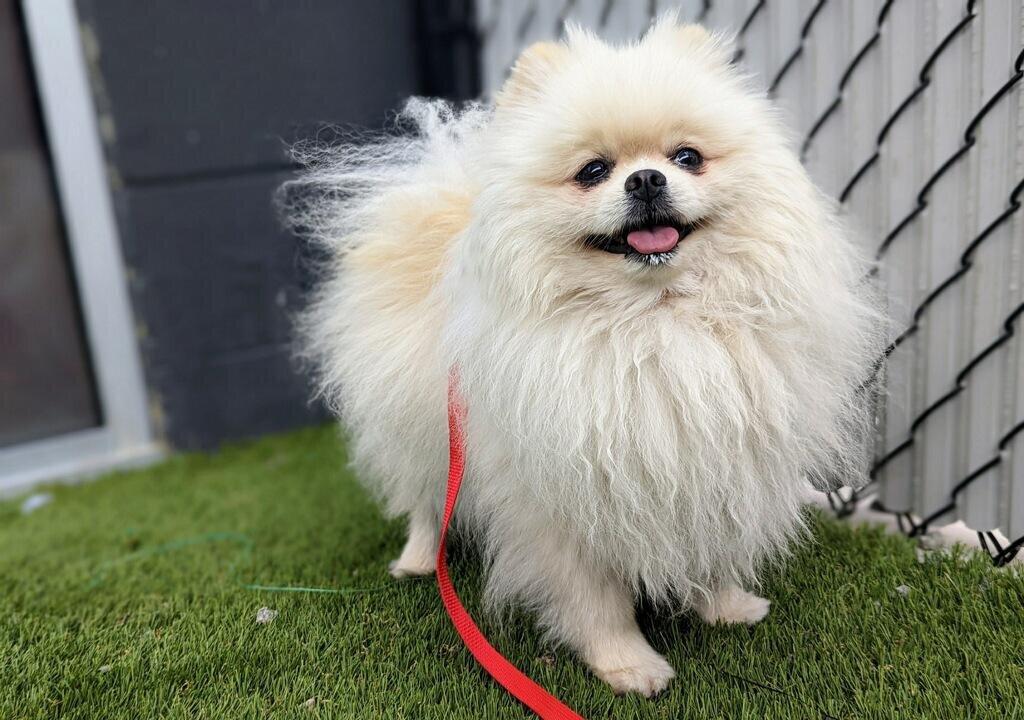 San Diego Nonprofit, CDC Partner to Help Ukrainian Pets Cross Border