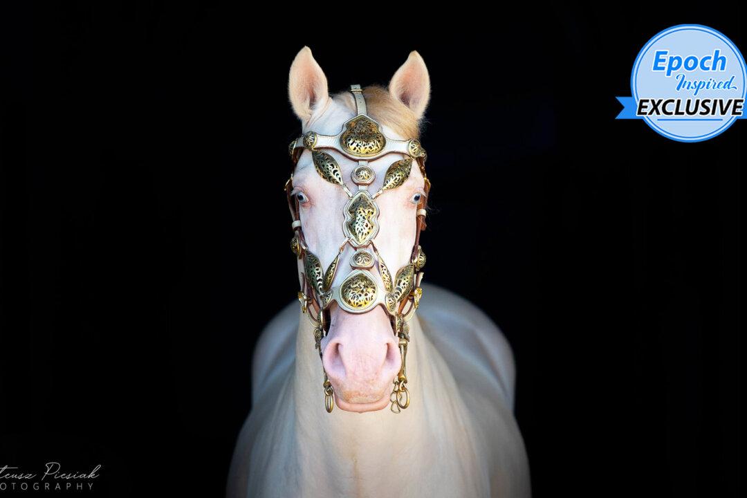 Meet Ambar, the Show-Stealing Andalusian Horse With Pearl-White Hair and Golden Mane