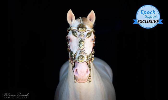 Meet Ambar, the Show-Stealing Andalusian Horse With Pearl-White Hair and Golden Mane