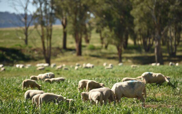 This photo shows sheep feeding on lush grass on the property of Australian farmer Kevin Tongue near the rural city of Tamworth in New South Wales, Australia, on May 4, 2020. (Peter Parks/AFP via Getty Images)
