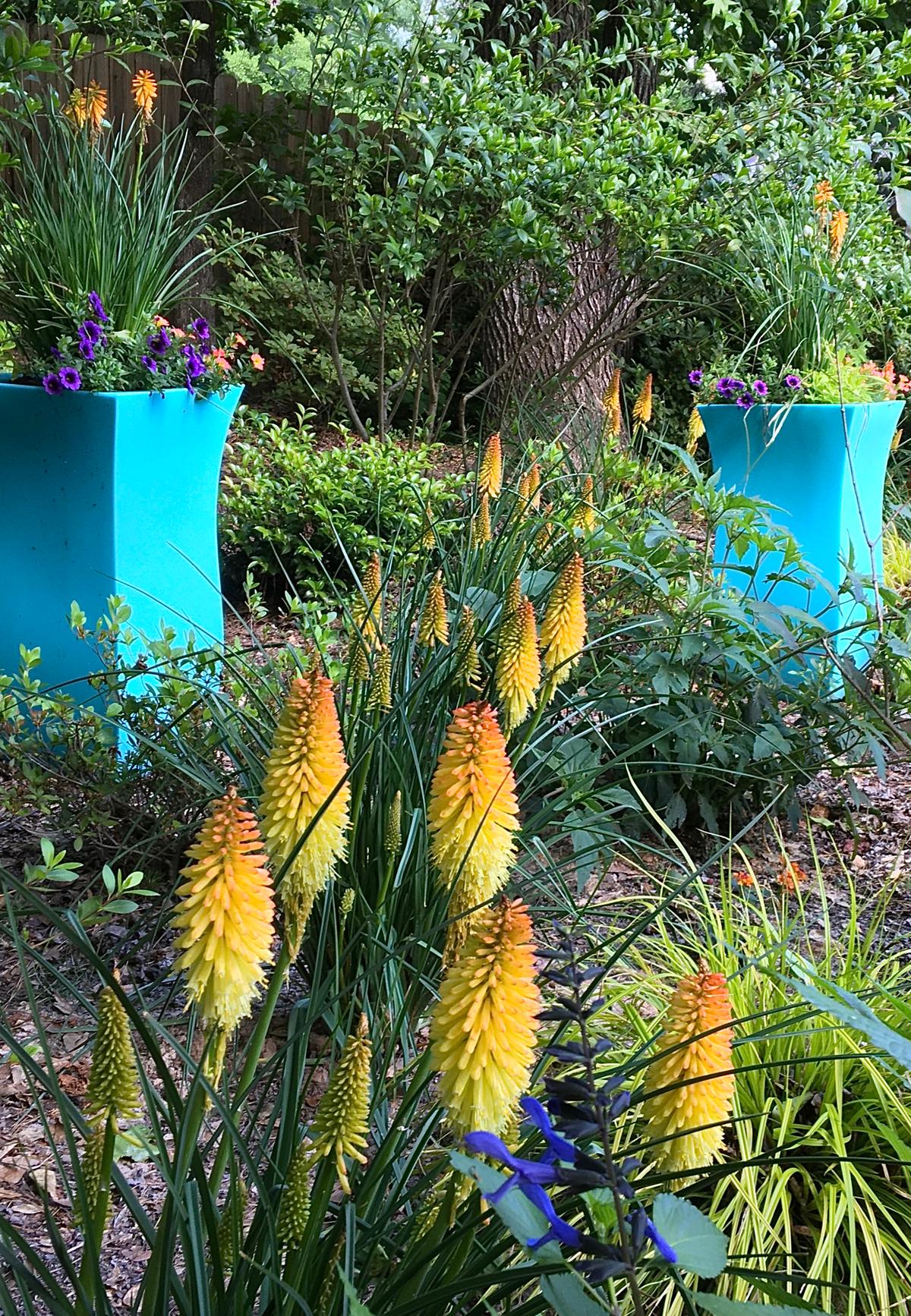 All three containers were planted with Pyromania Blaze kniphofia, Superbells Grape Punch calibrachoa, Superbells Coral Sun calibrachoa and Illusion Emerald Lace ornamental sweet potato. (Photo courtesy of Norman Winter/TNS)