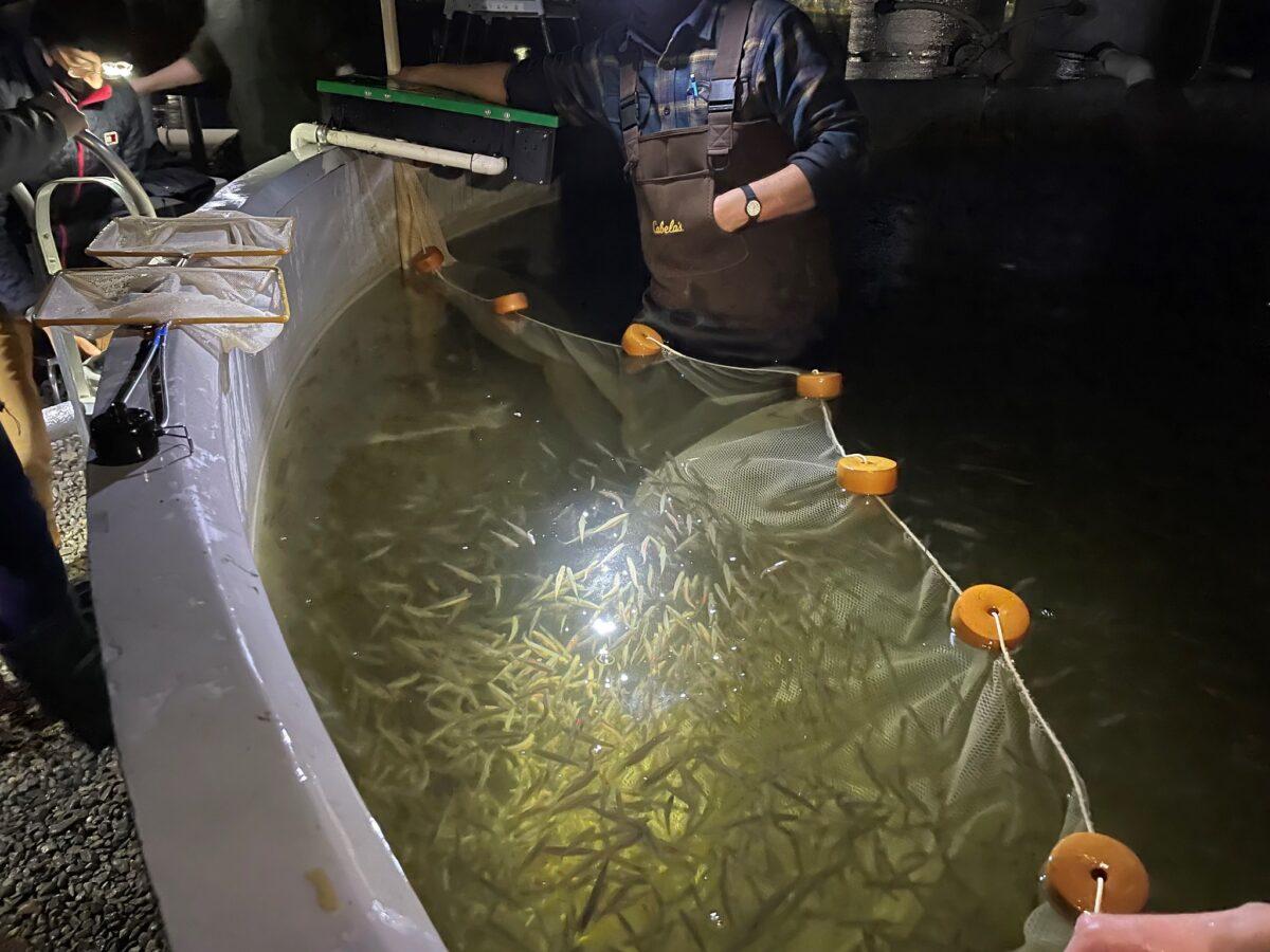 Scientists at the University of California–Davis, Fish Conservation and Culture Laboratory work to prepare Delta smelt for experimental release in December 2021. (Tien-Chieh Hung/UC Davis Fish Conservation and Culture Laboratory)