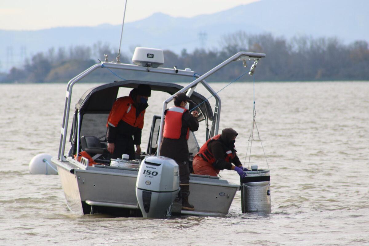 The U.S. Fish and Wildlife Service and California Department of Fish and Wildlife released Delta smelt that were grown in captivity into the Sacramento–San Joaquin River Delta on Dec. 14–15, 2021. (Brandon Honig/U.S. Fish and Wildlife Service)