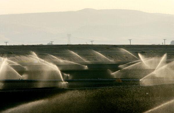 Sprinklers water a field near the community of Discovery Bay, a residential island surrounded by levees that hold back the waters of the Sacramento-San Joaquin River Delta, west of Stockton, Calif., on Sept. 28, 2005. (David McNew/Getty Images)