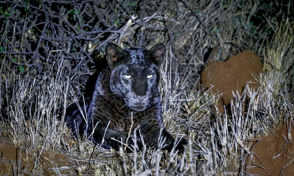 Couple Captures Photos of Rare Black Leopard During a Trip to Kenya
