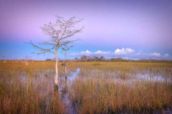 A marsh in Everglades National Park in Florida. (Diana Robinson Photography/Moment/GettyImages)