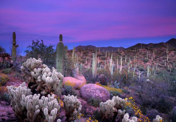 Sunset in the Saguaro National Park in Arizona. (ericfoltz/E+/GettyImages)