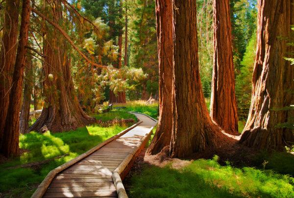 Sequoia National Park in California. (Quan Yuan/Moment/GettyImages)