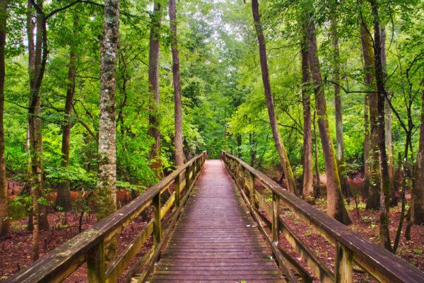The boardwalk in Congaree National Park in South Carolina. (Jason Yoder/Shutterstock)