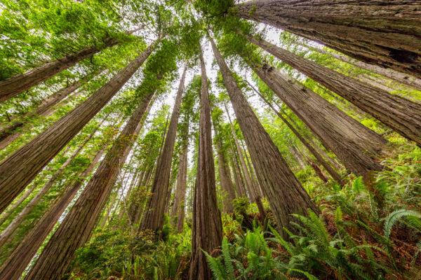 The view from inside Lady Bird Johnson Grove trail in Redwoods National Park in California. (Roman Khomlyak/Shutterstock)