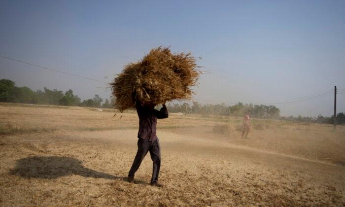 India Open to Exporting Wheat to Needy Nations Despite Ban