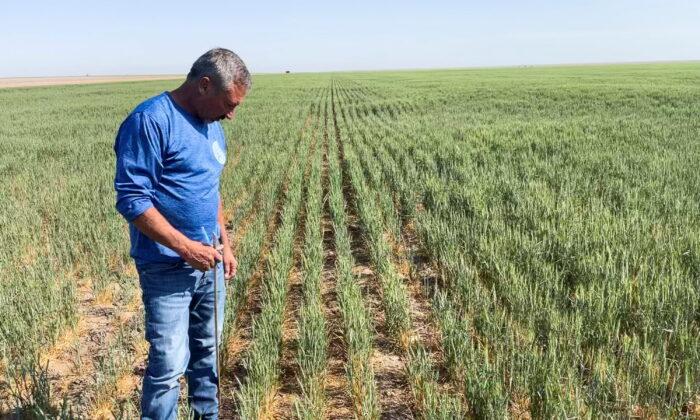 US Wheat Crop Hit by Dry Winter Then Soggy Spring, Adding to Global Tightness