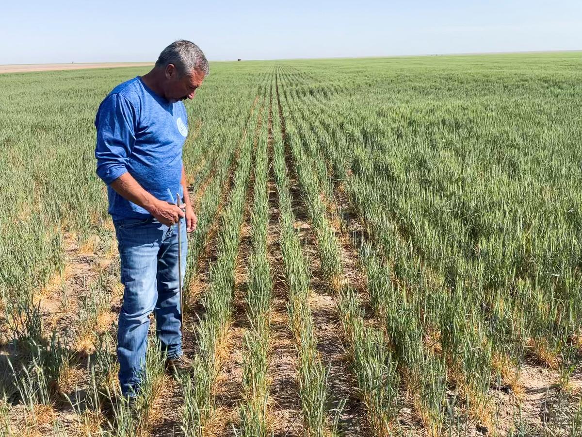 US Wheat Crop Hit by Dry Winter Then Soggy Spring, Adding to Global Tightness