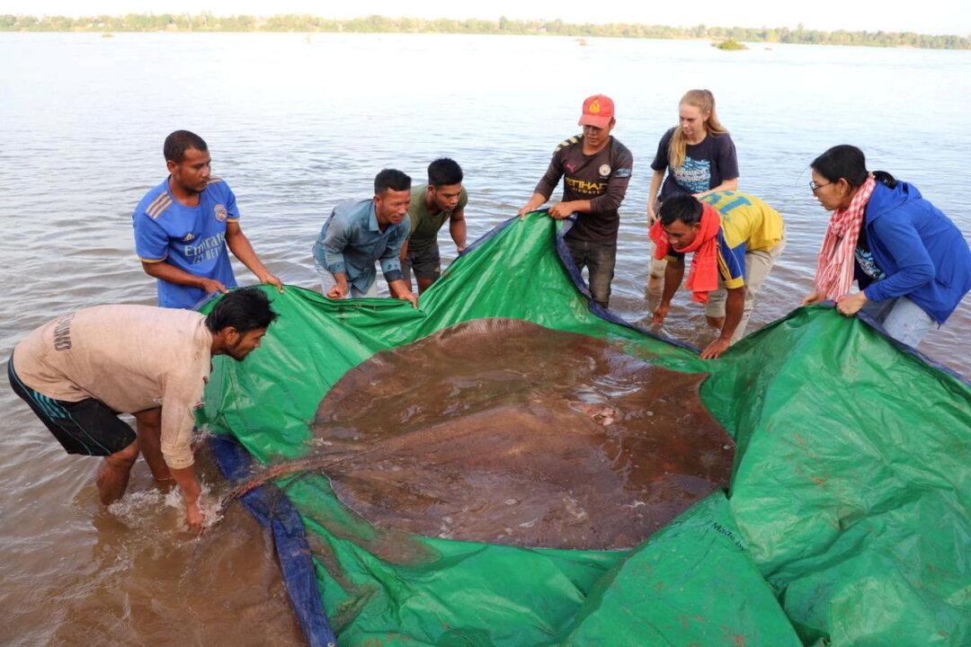 Giant Stingray Catch Puts Spotlight on Mekong Biodiversity