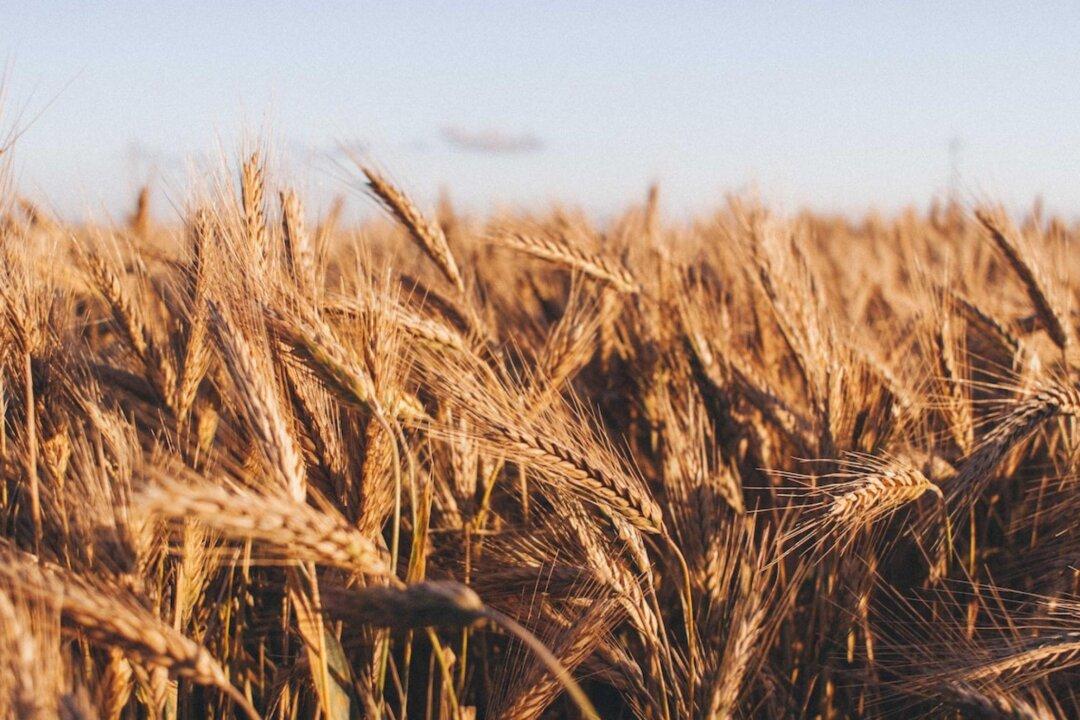 Wheat Futures Rise on Exports Restrictions, Russia/Ukraine Crisis, Soaring Inflation: What’s Next?