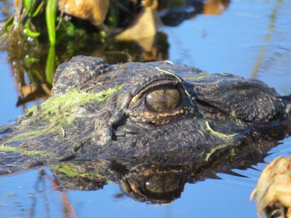There are approximately 1.3 million alligators who call Florida home. (Courtesy, FWC photo by Karen Parker)