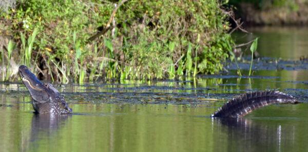 A large male alligator in the act of bellowing; Edward Ball Wakulla Springs State Park, Wakulla County, Florida. (Courtesy, Tim Donovan, FWC)