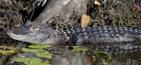 American alligator at Edward Ball Wakulla Springs State Park, Wakulla County, Florida. (Courtesy, Tim Donovan, FWC)