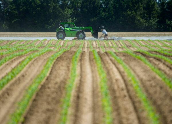 A man works on a farm in Norfolk County on June 3, 2020. (The Canadian Press/Nathan Denette)