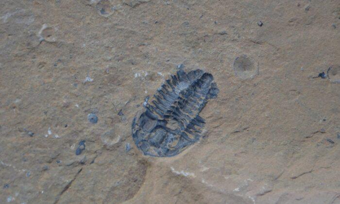 Parks Canada Recovers 45 Fossils Stolen From Burgess Shale, Levies $20,000 Fine