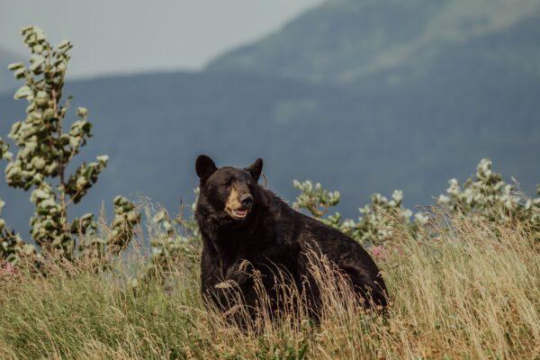 Stock photo of an Alaska black bear. (Danika Perkinson/Unsplash)