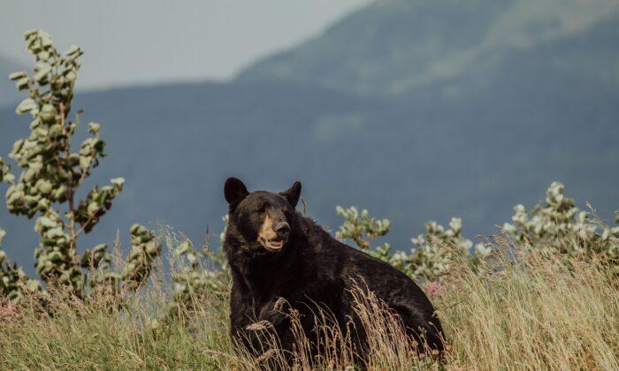 Star of ‘The Bear Whisperer’ Accused of Illegal Bear Kill