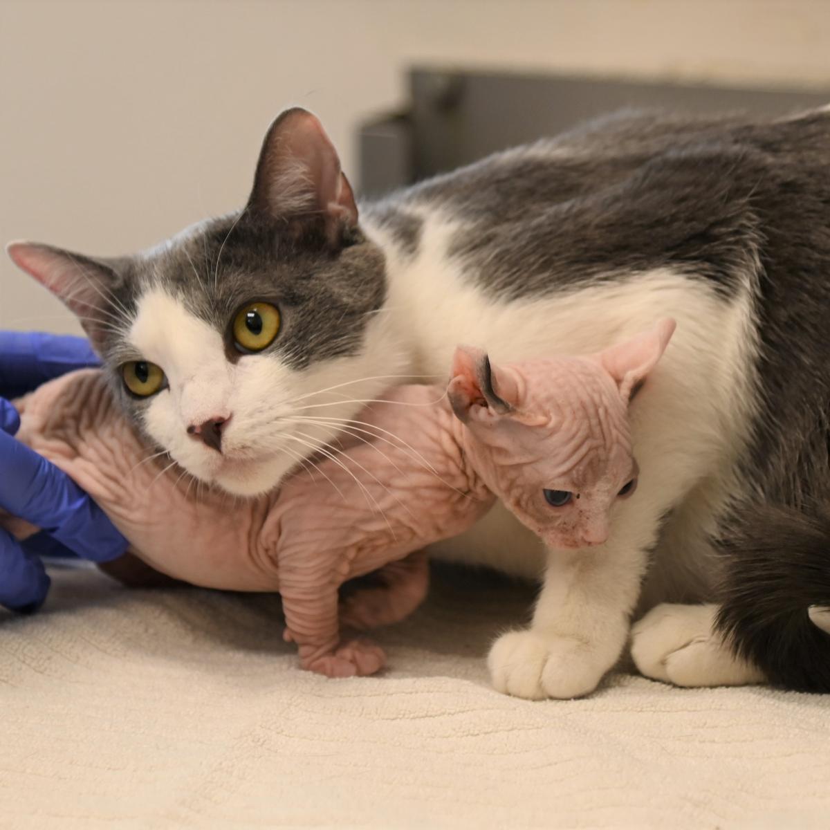 Cleopatra and Bellarina. (Courtesy of <a href="https://animalcenter.org/">Helen Woodward Animal Center</a>)