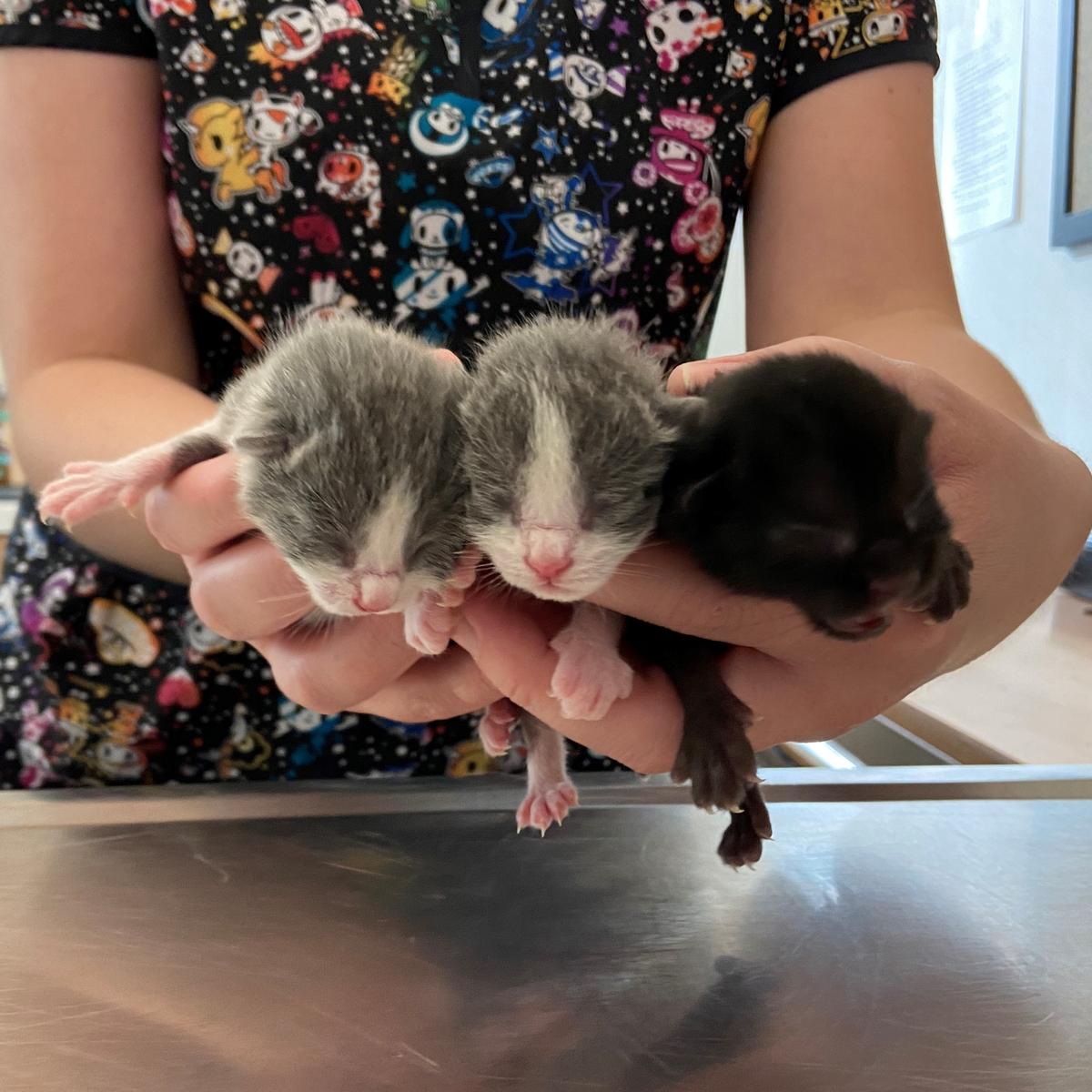 Bellarina's kittens. (Courtesy of <a href="https://animalcenter.org/">Helen Woodward Animal Center</a>)