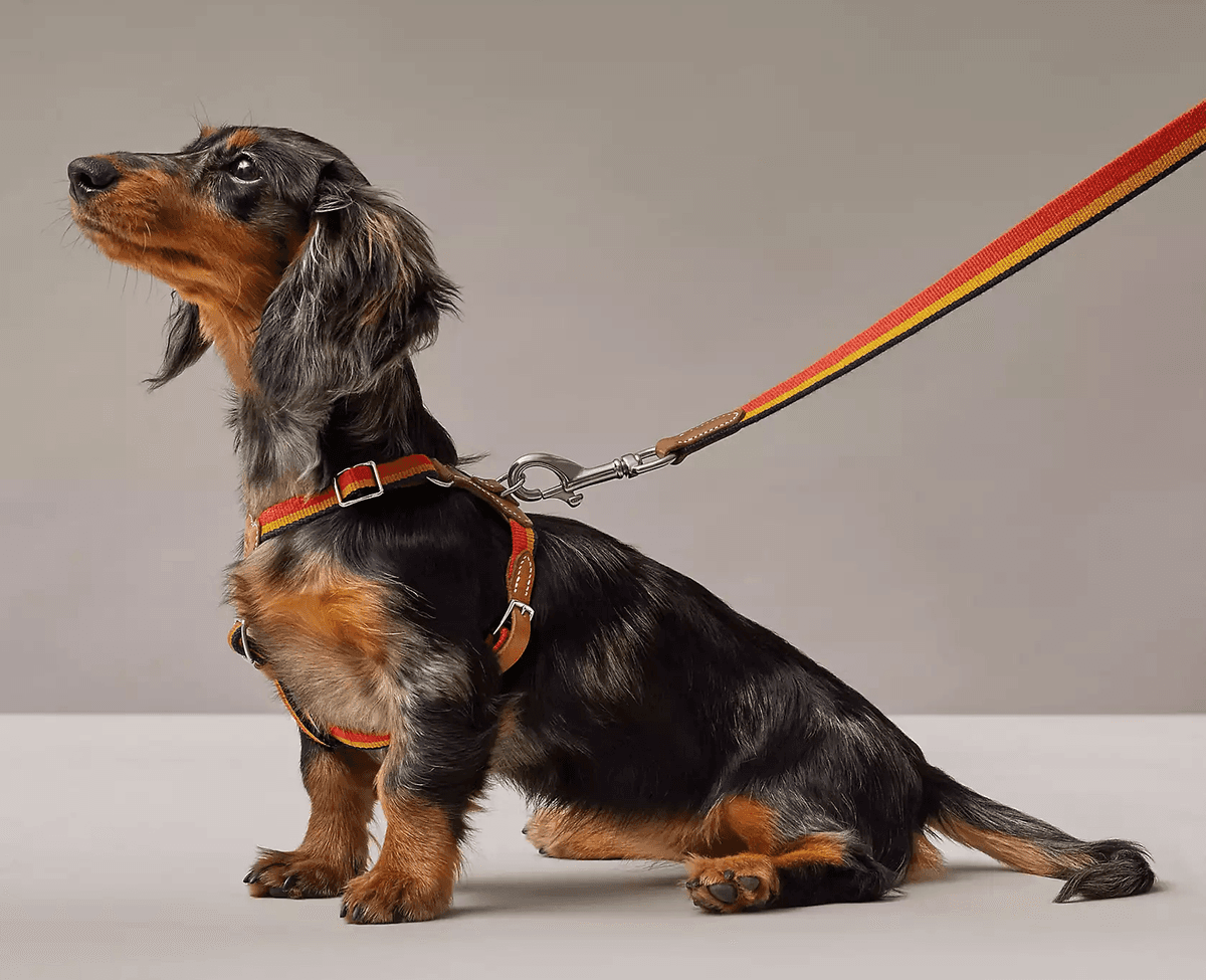 Rather than attaching a leash to your pet's collar, use a harness for a more secure and much safer connection. (Courtesy of Hermes)