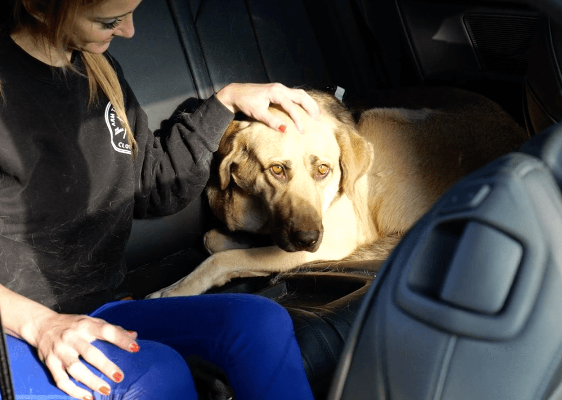 Chloe with Shira in the car. (Courtesy of <a href="https://www.theanimalrescuemission.org/">The Animal Rescue Mission</a> <a href="https://www.instagram.com/theanimalrescuemission/">@theanimalrescuemission</a>)