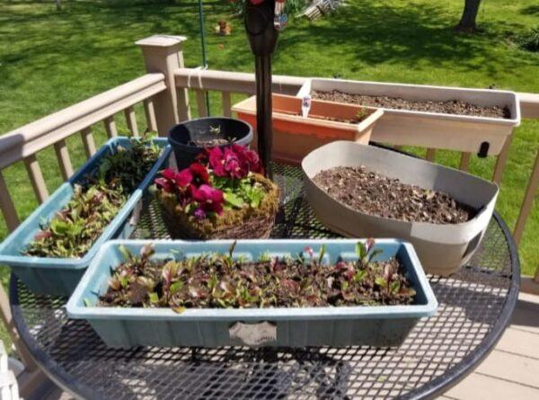 New spring plantings in containers on May 13, 2022. (Courtesy of Karen Wagner)