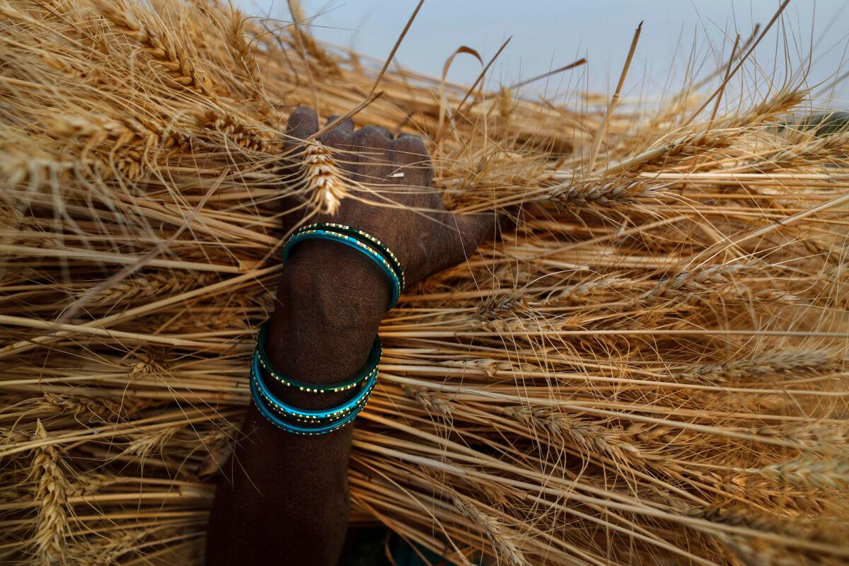A farmer carries wheat after harvest in Ganeshpur, India, on April 11, 2021. (Rajesh Kumar Singh, File/AP Photo)