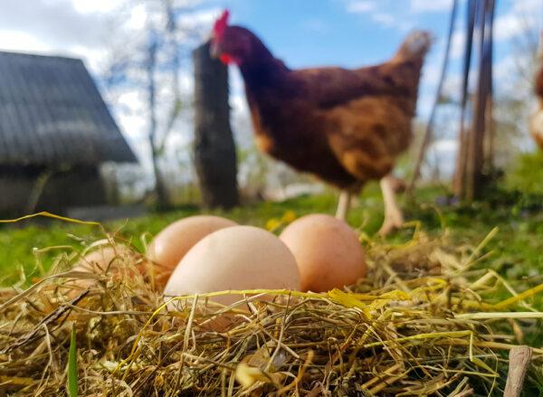 Harvest too many eggs to eat. The 7-year-old girl has an idea and started her egg business. (ShutterStock)