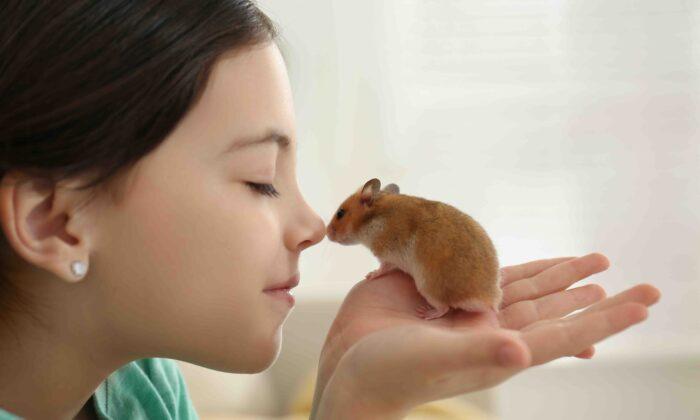 Ensure a Hamster Is Friendly Before Adopting